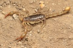 Paruroctonus silvestrii 156967797 by Nicholas Wei. Used under a CC BY-SA 4.0 license.