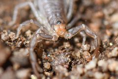 Paruroctonus silvestrii 191069588 by Chloe and Trevor Van Loon. Used under a CC BY 4.0 license.