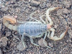 Paruroctonus silvestrii 191070091 by Chloe and Trevor Van Loon. Used under a CC BY 4.0 license.