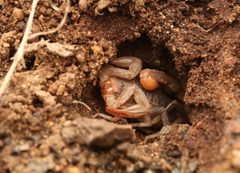 Paruroctonus silvestrii 194874009 by Benjamin Burgunder. Used under a CC BY 4.0 license.