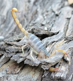 Paruroctonus silvestrii 235437417 by Alex Heyman. Used under a CC0 license.