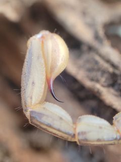 Paruroctonus silvestrii 237068614 by Alex Heyman. Used under a CC0 license.