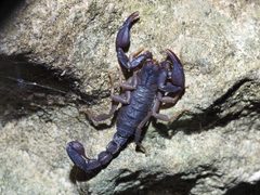 Texas Cave Scorpion imported from iNaturalist photo 260546738 on 2 July 2024 by (c) Sam Kieschnick, some rights reserved (CC BY). Used under a CC BY 4.0 license.