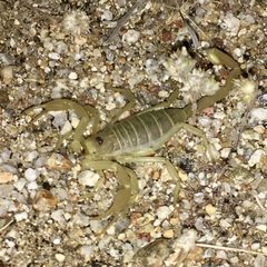 Smeringurus mesaensis by Chris Brown. Used under a CC BY 4.0 license.