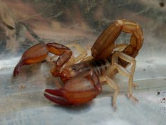 Uroctonites montereus by Casey H. Richart. Used under a CC BY 4.0 license.