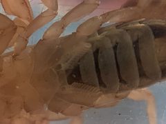 Uroctonites montereus 197920167 by Darin J McGuire. Used under a CC BY 4.0 license.