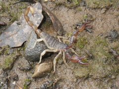 Uroctonus mordax by Dominic. Used under a CC BY 4.0 license.