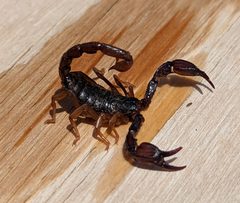 Uroctonus mordax 196922878 by loganjlbradley. Used under a CC BY 4.0 license.