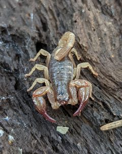 Uroctonus mordax 197850946 by loganjlbradley. Used under a CC BY 4.0 license.