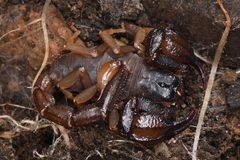 Uroctonus mordax 198348962 by Chloe and Trevor Van Loon. Used under a CC BY 4.0 license.