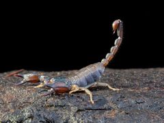 Uroctonus mordax Sonoma county by Alan Rockefeller. Used under a CC BY 4.0 license.