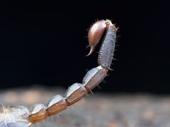Uroctonus mordax stinger by Alan Rockefeller. Used under a CC BY 4.0 license.