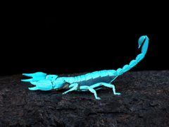 Uroctonus mordax ultraviolet by Alan Rockefeller. Used under a CC BY 4.0 license.