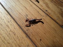 Vaejovis carolinianus 1 by Sesamehoneytart. Used under a CC BY-SA 4.0 license.
