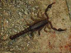 Vaejovis carolinianus 3493426 by John P. Friel Ph.D.. Used under a CC BY 4.0 license.