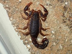 Vaejovis carolinianus 63709892 by John P. Friel Ph.D.. Used under a CC BY 4.0 license.