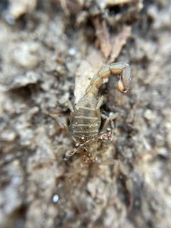Vaejovis deboerae 176641409 by Matt Berger. Used under a CC BY 4.0 license.