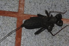 Mastigoproctus cinteotl 2649306 by Juan Cruzado Cortés. Used under a CC BY-SA 4.0 license.