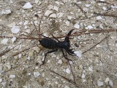 Mastigoproctus floridanus 95518700 by Daniel Estabrooks. Used under a CC0 license.