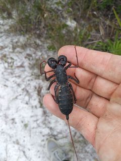 Mastigoproctus floridanus 95518723 by Daniel Estabrooks. Used under a CC0 license.