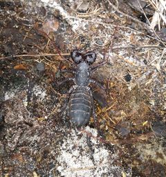Mastigoproctus floridanus 95518732 by Daniel Estabrooks. Used under a CC0 license.