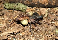 Mastigoproctus giganteus 0008 L.D by Acrocynus. Used under a CC BY-SA 3.0 license.