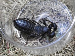 Mastigoproctus giganteus 153020015 by Sam Kieschnick. Used under a CC BY 4.0 license.