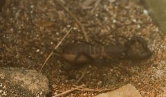 Mastigoproctus giganteus 1zz by Photo by David J. Stang. Used under a CC BY-SA 4.0 license.