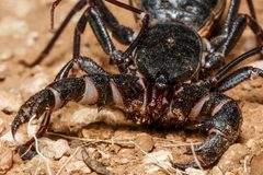Mastigoproctus giganteus 224269729 by Meghan Cassidy. Used under a CC BY-SA 4.0 license.