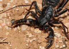 Mastigoproctus giganteus 224269865 by Meghan Cassidy. Used under a CC BY-SA 4.0 license.
