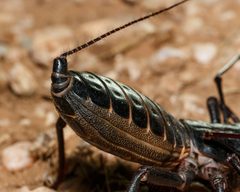 Mastigoproctus giganteus 224269913 by Meghan Cassidy. Used under a CC BY-SA 4.0 license.