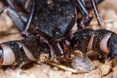 Mastigoproctus giganteus 224270139 by Meghan Cassidy. Used under a CC BY-SA 4.0 license.