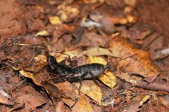 Mastigoproctus giganteus 442352 by Juan Cruzado Cortés. Used under a CC BY-SA 4.0 license.