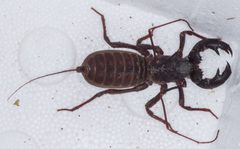Mastigoproctus tohono 10182609 by Don Loarie. Used under a CC BY 4.0 license.