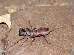 Mastigoproctus tohono 10365203 by Matt Muir. Used under a CC BY 4.0 license.