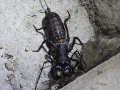 Mastigoproctus tohono 11036786 by Sam Kieschnick. Used under a CC BY 4.0 license.