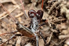 Mastigoproctus tohono 142770541 by Jake N.. Used under a CC BY 4.0 license.