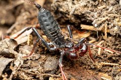 Mastigoproctus tohono 142770555 by Jake N.. Used under a CC BY 4.0 license.