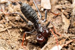 Mastigoproctus tohono 142770558 by Jake N.. Used under a CC BY 4.0 license.