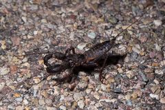 Mastigoproctus tohono 48235345 by Ken-ichi Ueda. Used under a CC BY 4.0 license.
