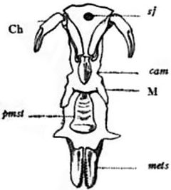 1911 Britannica-Arachnida-Limulus polyphemus10 by Encyclopædia Britannica, 1911. Used under a Public domain license.