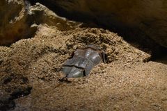 Grand Aquarium Saint-Malo - Limulus polyphemus 01 by Tylwyth Eldar. Used under a CC BY-SA 4.0 license.