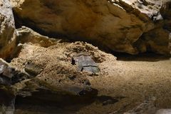 Grand Aquarium Saint-Malo - Limulus polyphemus 02 by Tylwyth Eldar. Used under a CC BY-SA 4.0 license.