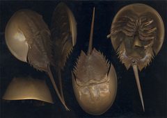 Limulus polyphemus by wikipedia. Used under a CC BY-SA 2.5 license.