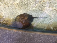 Limulus polyphemus Aquarium of the Pacific by Coughdrop12. Used under a CC BY-SA 4.0 license.