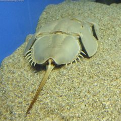 Limulus polyphemus suma by wikipedia. Used under a CC BY-SA 2.5 license.