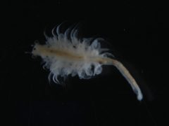 Artemia franciscana by Biodiversity Institute of Ontario. Used under a CC BY 3.0 license.
