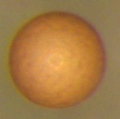 Brine shrimp cyst by wikipedia. Used under a Public domain license.