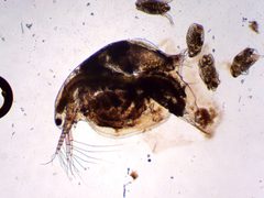 Simocephalus serrulatus 201361745 by Nathan Jones. Used under a CC BY 4.0 license.