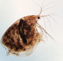 Simocephalus serrulatus 281350497 by David Bird. Used under a CC0 license.